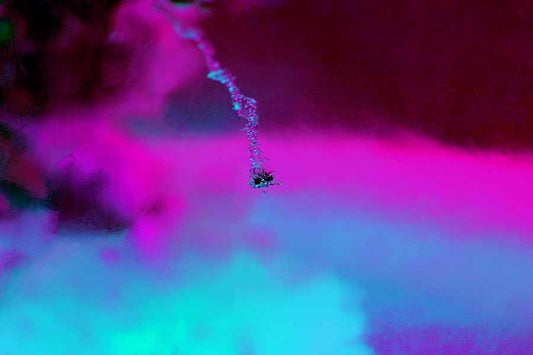 Fly Robin Fly – abstrakte Eis-Fotografie mit eingefrorener Fliege in Pink und Türkis, Serie Ice Ice Baby, LionArt